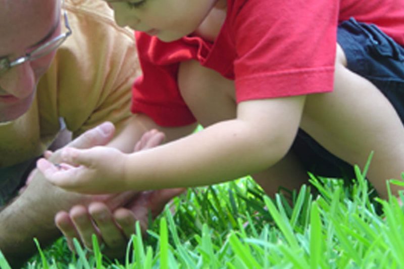 Father and son looking for insects in the grass Page 33