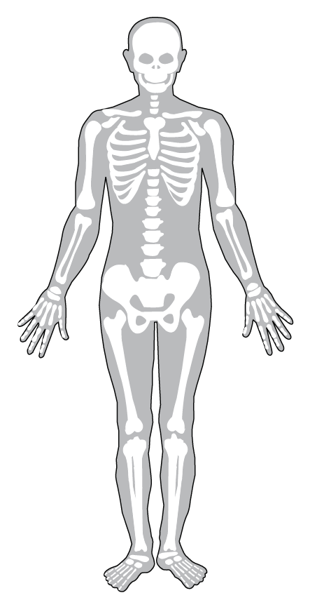 Gray human figure drawing with white bones.